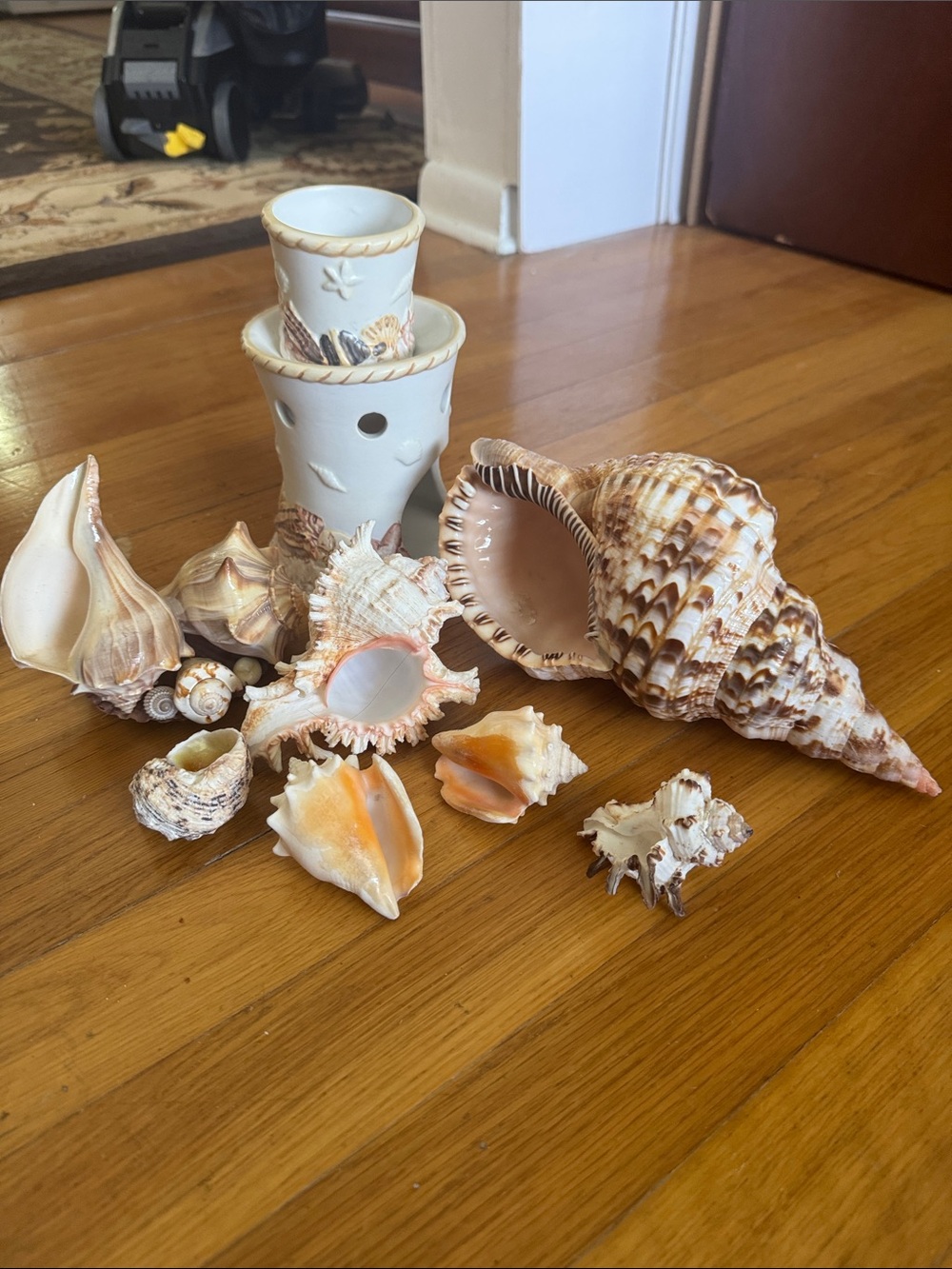 7 Sea Shell - Picture 9 of 11